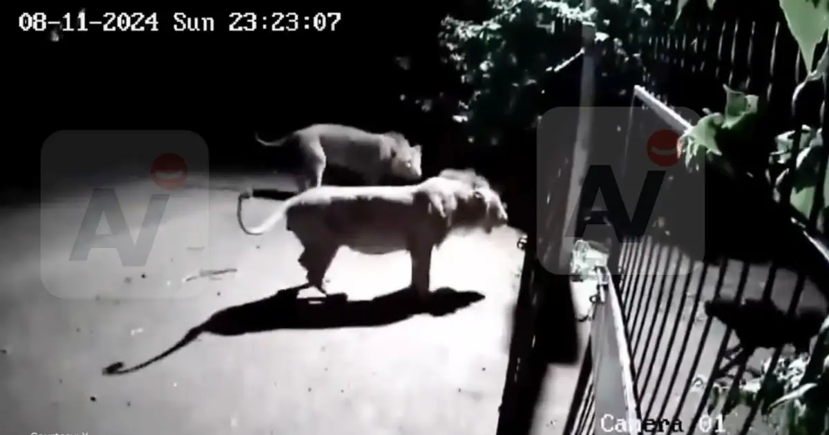 Brave dogs take on two lions in Gujarat village