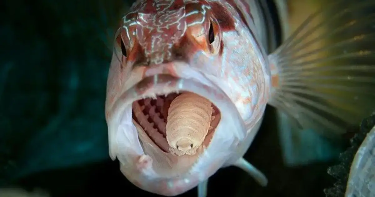 The terrifying parasite that replaces fish tongues and changes sex in the process